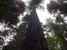 Redwood NP