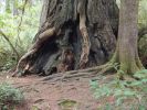 Redwood NP