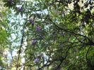 Redwood NP