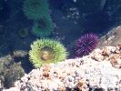 Tide Pools