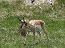 Yellowstone