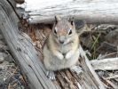 Yellowstone