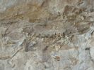 Dinosaur NM