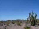 Organ Pipe NM