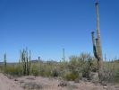 Organ Pipe NM