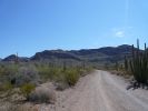 Organ Pipe NM