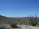 Organ Pipe NM