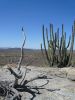 Organ Pipe NM