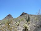 Organ Pipe NM