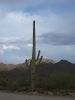 Saguaro NP