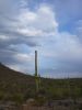 Saguaro NP