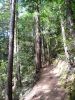 Muir Woods