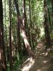 Muir Woods