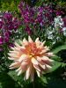 Butchart Gardens