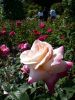 Butchart Gardens