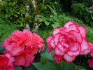 Butchart Gardens
