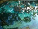 Juniper Springs, Florida