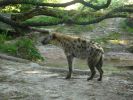 Busch Gardens Tampa