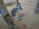 Busch Gardens Tampa