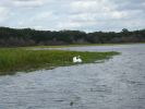 Myakka River SP, Florida