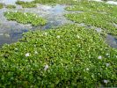 Myakka River SP, Florida