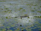 Myakka River SP, Florida