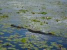 Myakka River SP, Florida