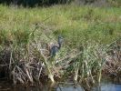 Myakka River SP, Florida