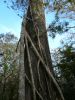 Fakahatchee Strand Preserve