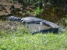 Everglades