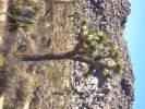 Joshua Tree NP