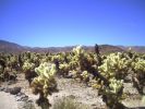 Joshua Tree NP