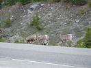 Icefields Parkway