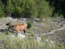 Jasper NP