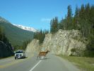 Jasper NP