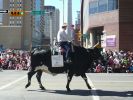 Calgary Stampede Parade