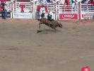 Calgary Stampede Rodeo