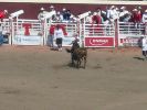 Calgary Stampede Rodeo