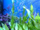John Pennecamp Coral Reef SP