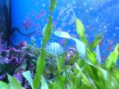 John Pennecamp Coral Reef SP