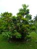 Fruit and Spice Park
