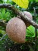 Fruit and Spice Park