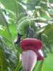 Fruit and Spice Park