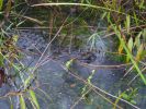 Everglades NP