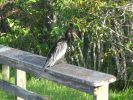 Everglades NP