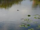 Everglades NP