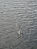 Everglades NP