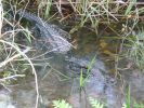 Everglades NP