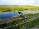 Everglades NP