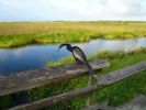 Everglades NP